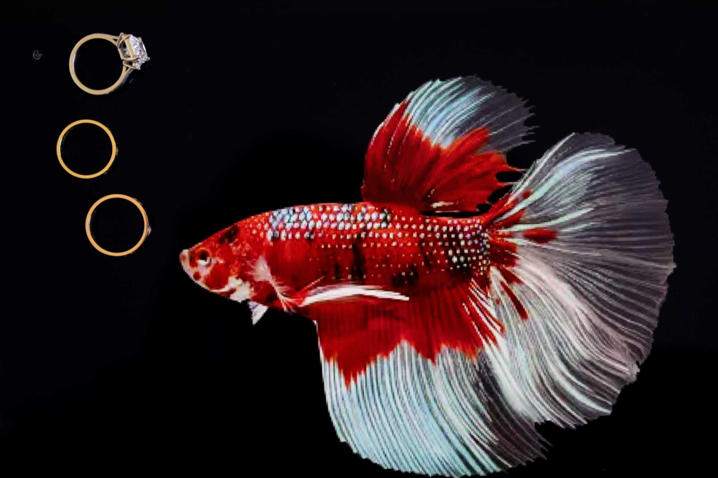 Three gold rings next to a red and white Betta fish on black background